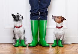 rain boots and dog by the door - April Showers Bring May Basement Moisture! header image 
