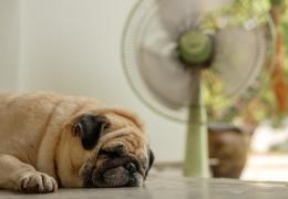 pug in front of fan The Cooling Power of Attic Insulation: Keeping You Comfortable in Summer blog header image 