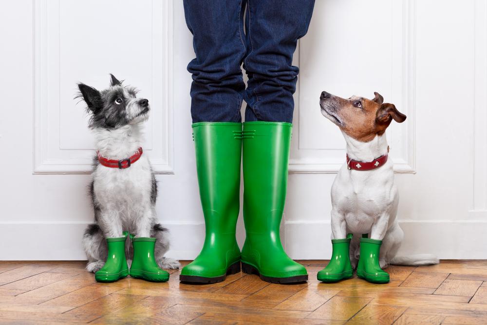 rain boots and dog by the door - April Showers Bring May Basement Moisture! header image 