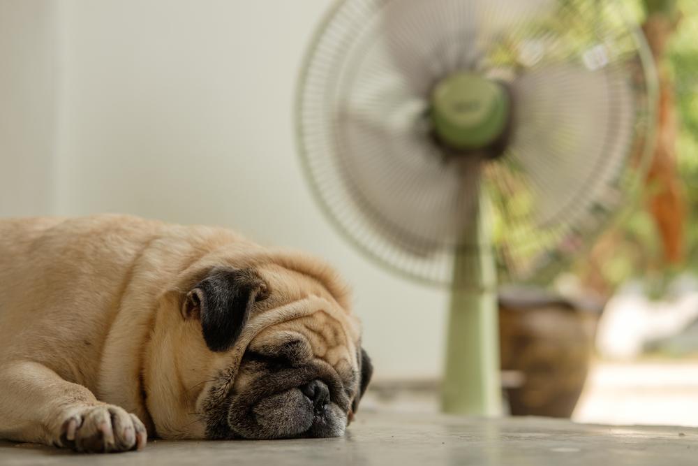 pug in front of fan The Cooling Power of Attic Insulation: Keeping You Comfortable in Summer blog header image 